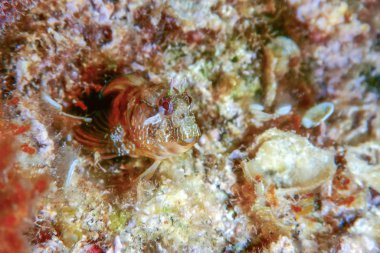 Portre sevimli Blenny balık, yakın çekim