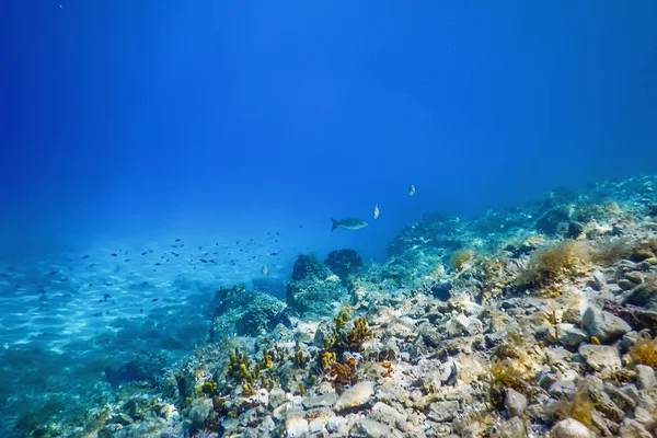 Море життя підводного зору сонячного світла, підводний життя. — стокове фото