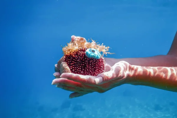 Młode kobiety snorkeling w Tropical Sea Holding Sea urchin — Zdjęcie stockowe