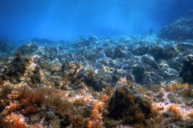 Sualtı Sahnesi Güneş Işığı, Su altı Hayatı.