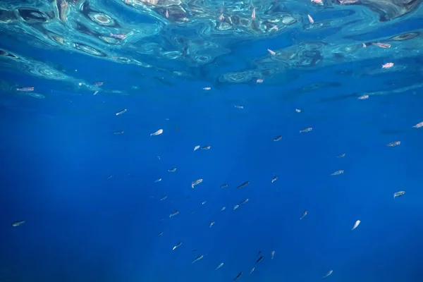 Superficie de agua de fondo azul submarino y peces —  Fotos de Stock