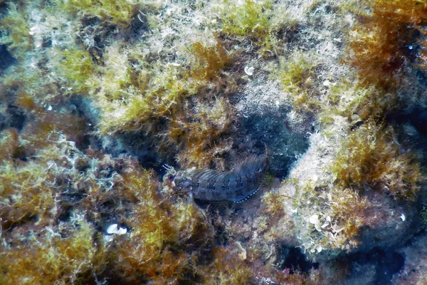 Blenny Fish on Reef, Subaquático Vida selvagem marinha — Fotografia de Stock