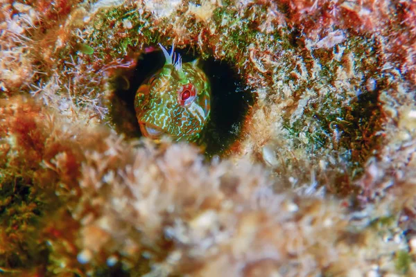 Portrait Of Cute Blenny fish, Close up — Stock Photo, Image