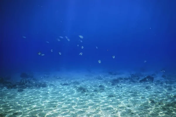 Cena subaquática Luz solar, peixes Vida subaquática. — Fotografia de Stock