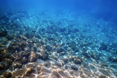 Deniz Yaşamı Sualtı Görünümü Güneş ışığı, Sualtı Yaşamı.