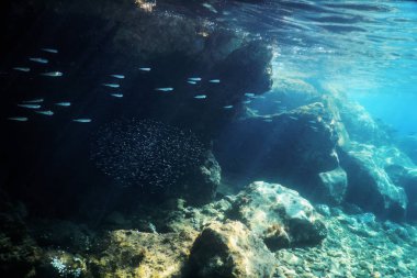 Bebek balık Sığ Su, Sualtı Büyük okul