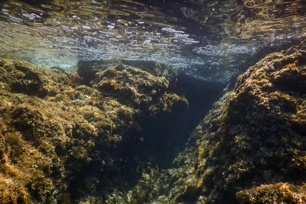 Sea Life Underwater View Sunlight, Underwater Life. — Stock Photo, Image