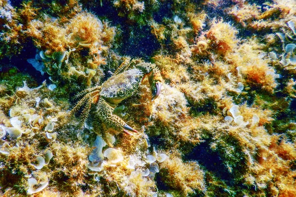 Reef Sualtı Eriphia verrucosa üzerinde Siğil Yengeç — Stok fotoğraf