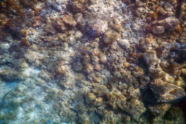 Deniz Yaşamı Sualtı Görünümü Güneş ışığı, Sualtı Yaşamı.