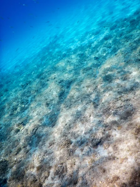 Θαλάσσια ζωή υποβρύχια θέα ηλιακό φως, υποβρύχια ζωή. — Φωτογραφία Αρχείου