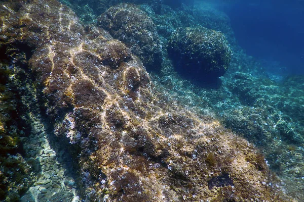 Meeresleben Unterwasser Felsen Sonnenlicht, Unterwasser Leben — Stockfoto