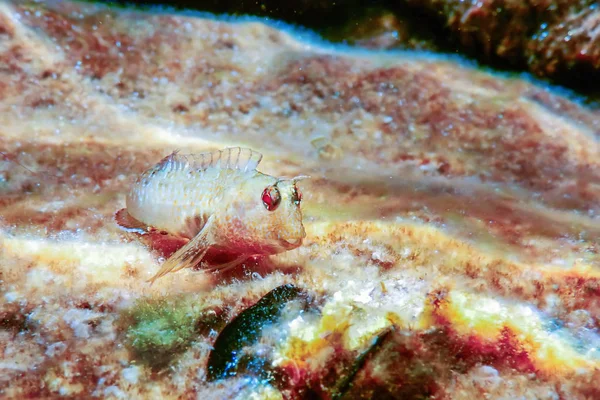 Blenny Fish on Reef, podwodne morskie Wildlife — Zdjęcie stockowe