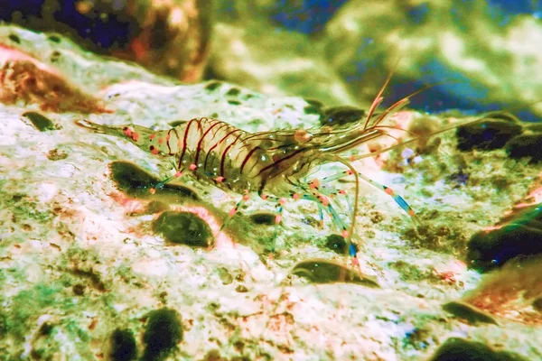 Felsgarnelen unter Wasser, Gemeine Garnelen, (palaemon serratus) unter — Stockfoto