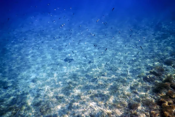 Unterwasserszene Sonnenlicht, Fische Unterwasserleben. — Stockfoto