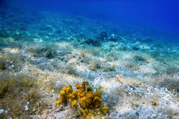 Sea Life Underwater View Sunlight, Underwater Life.