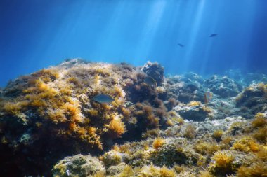 Sualtı Sahnesi Güneş Işığı, Su altı Hayatı.
