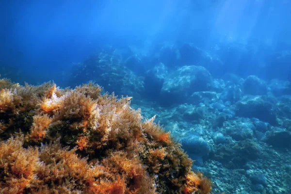 Vida marinha vista subaquática luz solar, vida subaquática . — Fotografia de Stock