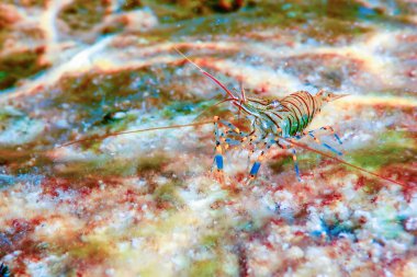 Kaya Karides Sualtı, Ortak Karides, (Palaemon Serratus) Altında
