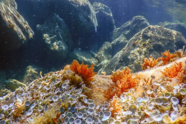 Sea Life Underwater View Sunlight, Underwater Life.