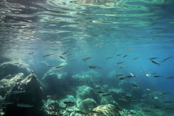 Silberfischschwärme im flachen Wasser, unter Wasser — Stockfoto