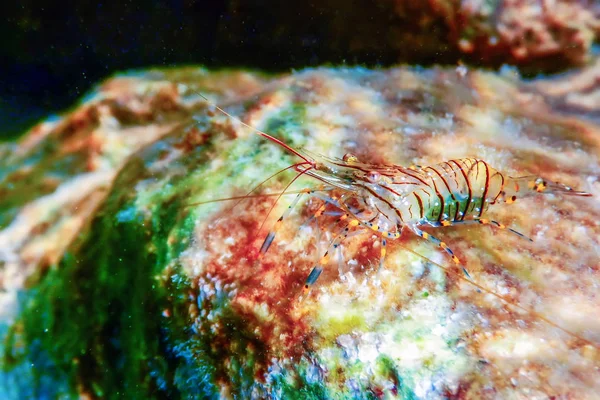 Camarones de roca bajo el agua, camarones comunes, (Palaemon Serratus) Bajo — Foto de Stock