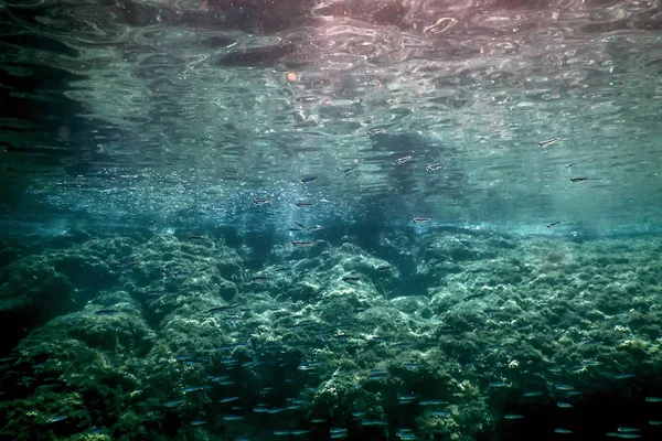 Капелюх риби з скелею під водою під водою — стокове фото