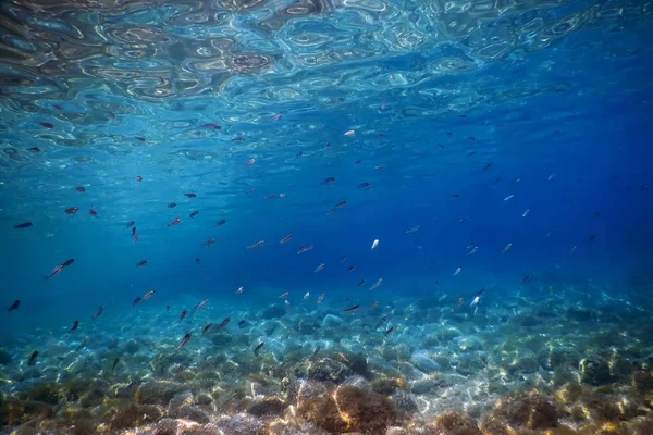 Scène sous-marine Lumière du soleil, poissons Vie sous-marine. — Photo