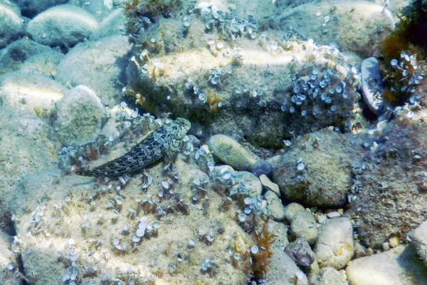 Blenny-Fische am Riff, Unterwasser-Meerestiere — Stockfoto