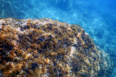Deniz Yaşamı Sualtı Görünümü Güneş ışığı, Sualtı Yaşamı.