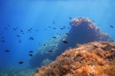 Sualtı Sahnesi Güneş Işığı, Su altı Hayatı.