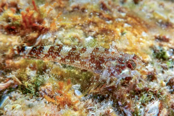 Ritratto di pesce Blenny carino, Avvicinamento — Foto Stock