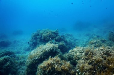Sualtı Sahnesi Güneş Işığı, Su altı Hayatı.