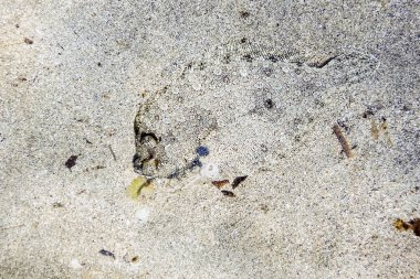 Avrupa Flounder Kamuflajlı Sualtı, Mükemmel Kamuflajlı Wi