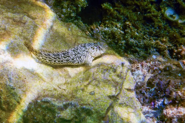 Portrait Of Cute Blenny fish, Close up — Stock Photo, Image