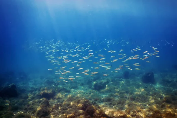 Fischschule unter Wasser. Fische unter Wasser Hintergrund. — Stockfoto