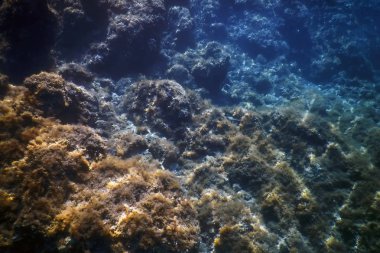 Deniz Yaşamı Sualtı Görünümü Güneş ışığı, Sualtı Yaşamı.