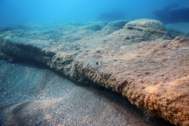 Sualtı Sahnesi Güneş Işığı, Su altı Hayatı.