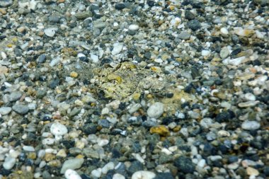 Mürekkep balığı kamuflajı. Mürekkep balığı suyun altında yüzüyor..