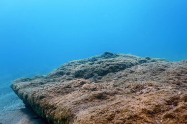 Deniz Yaşamı Su Altında Kayalar Güneş Işığı Altında Yaşam
