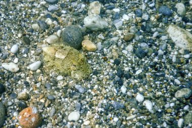 Mürekkep balığı kamuflajı. Mürekkep balığı suyun altında yüzüyor..