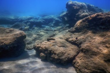 Deniz Yaşamı Su Altında Kayalar Güneş Işığı Altında Yaşam