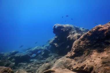 Deniz Yaşamı Su Altında Kayalar Güneş Işığı Altında Yaşam