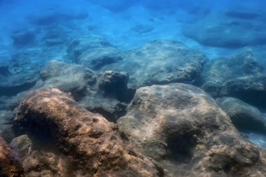 Deniz Yaşamı Su Altında Kayalar Güneş Işığı Altında Yaşam