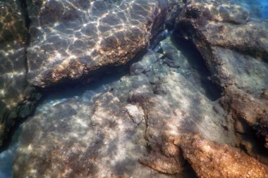 Deniz Yaşamı Su Altında Kayalar Güneş Işığı Altında Yaşam