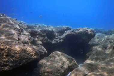 Denizin Altında, Sualtında Yaşam, Suyun Altında Balık Güneş Işığı