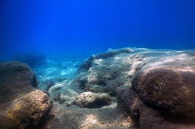 Deniz Yaşamı Su Altında Kayalar Güneş Işığı Altında Yaşam