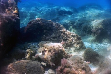 Deniz Yaşamı Su Altında Kayalar Güneş Işığı Altında Yaşam