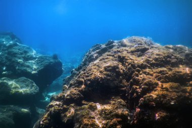 Deniz Yaşamı Su Altında Kayalar Güneş Işığı Altında Yaşam