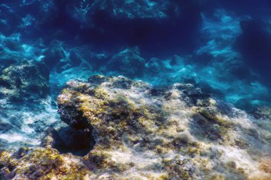 Denizin Altında, Sualtı Sahnesi Güneş Işığı, Su Altında Balık Yaşamı.