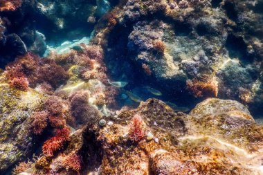 Deniz Yaşamı Su Altında Kayalar Güneş Işığı Altında Yaşam